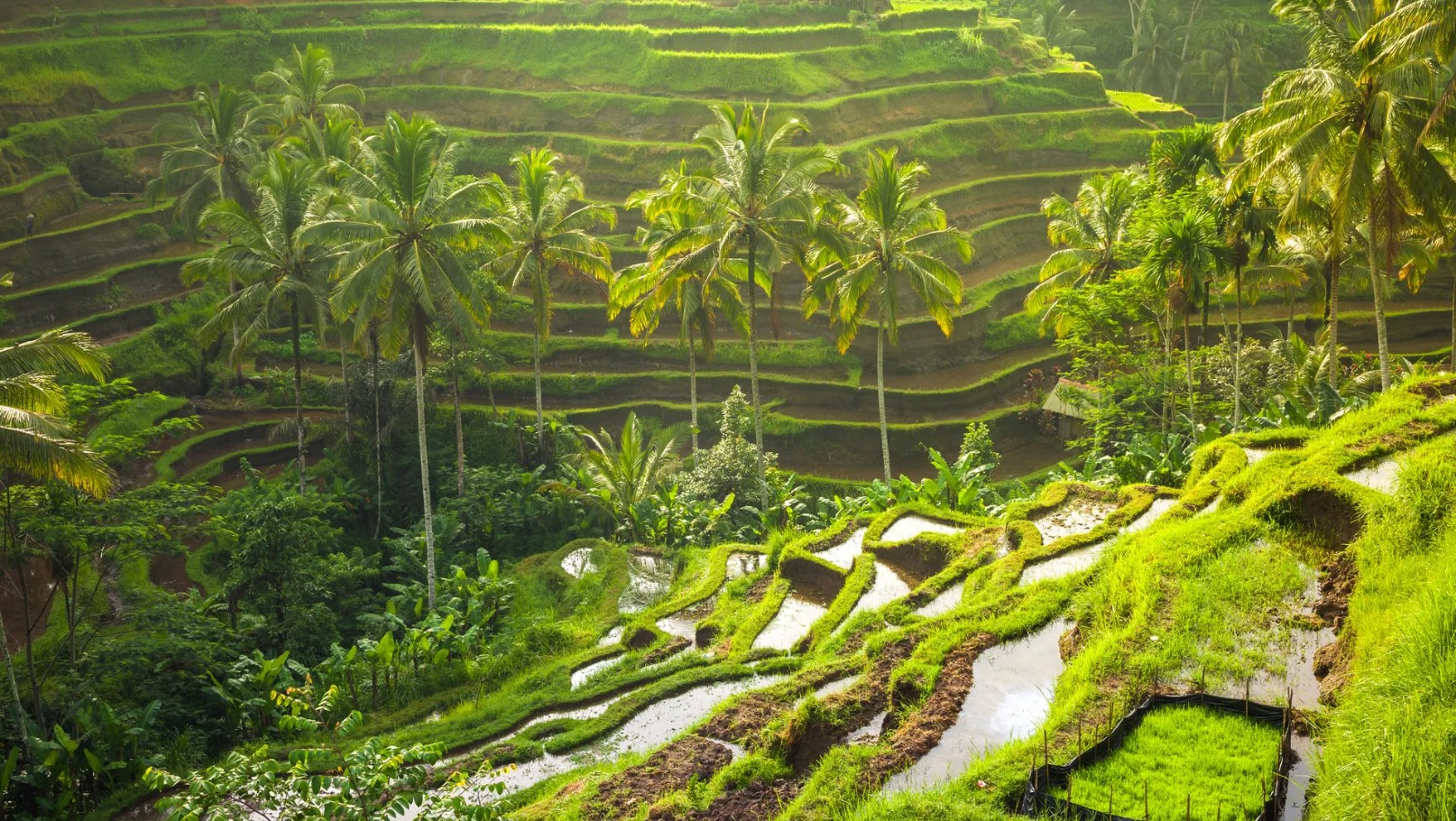 Ubud Rice Terraces