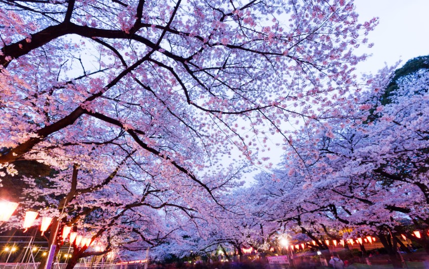 Cherry Blossoms